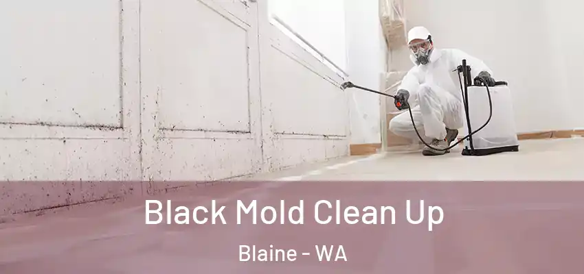  Black Mold Clean Up Blaine - WA