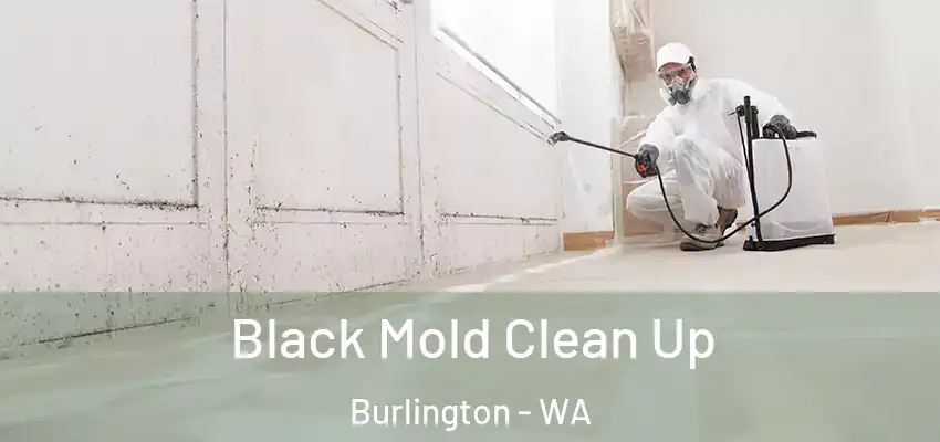  Black Mold Clean Up Burlington - WA