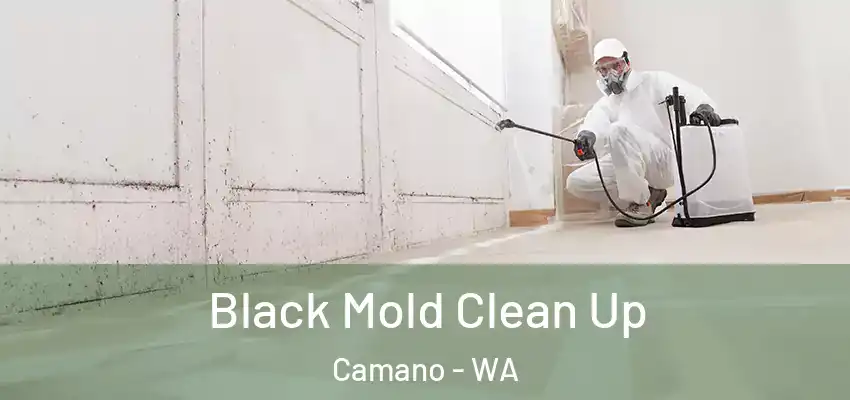  Black Mold Clean Up Camano - WA