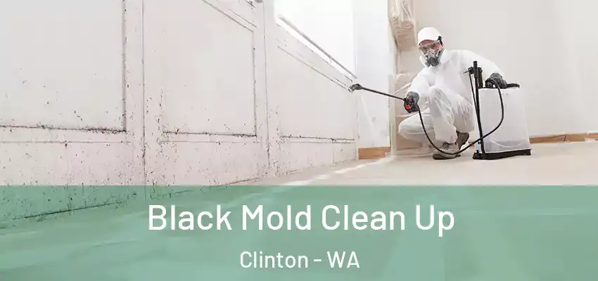  Black Mold Clean Up Clinton - WA