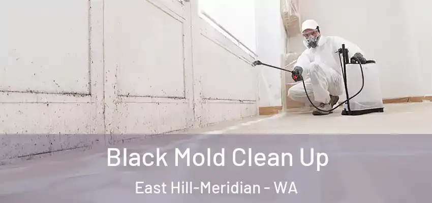  Black Mold Clean Up East Hill-Meridian - WA