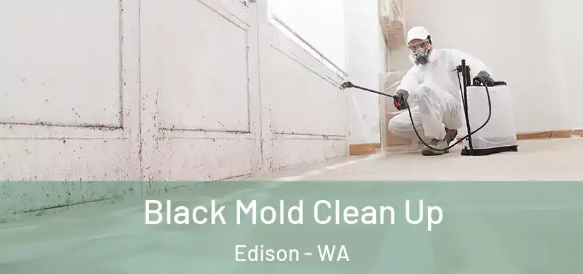  Black Mold Clean Up Edison - WA