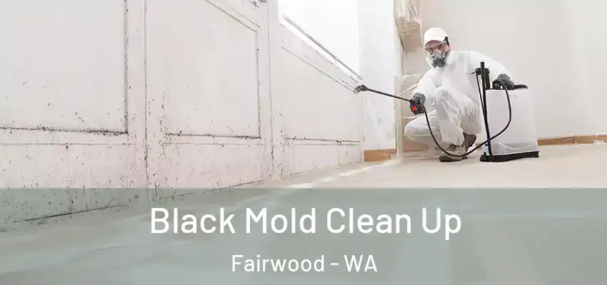  Black Mold Clean Up Fairwood - WA