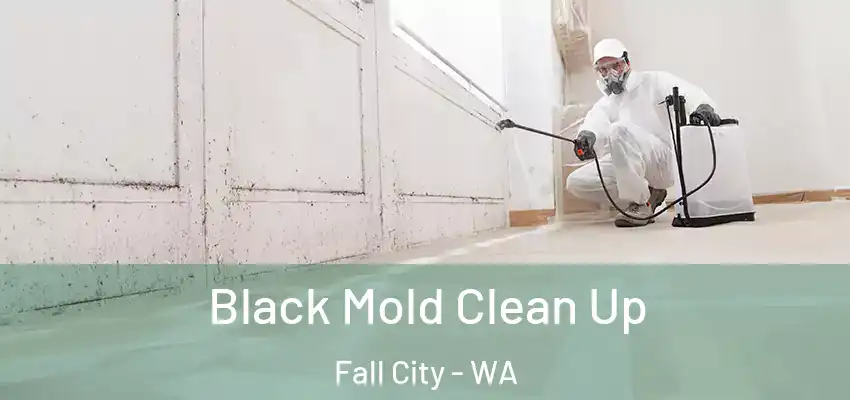  Black Mold Clean Up Fall City - WA