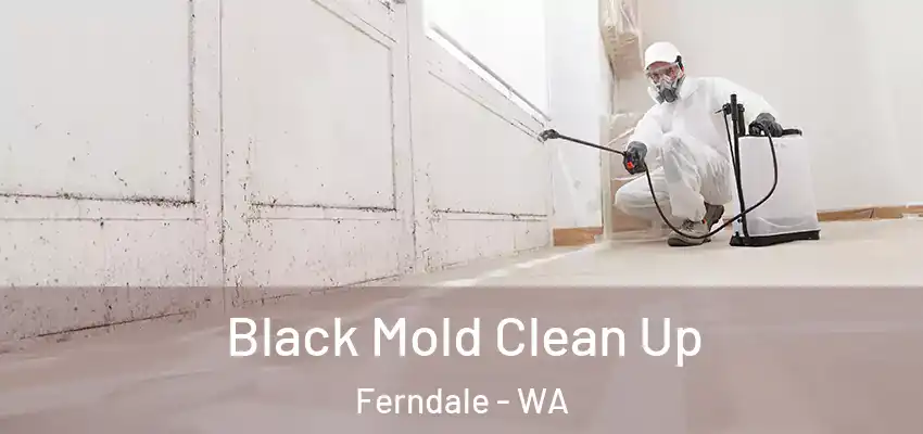  Black Mold Clean Up Ferndale - WA