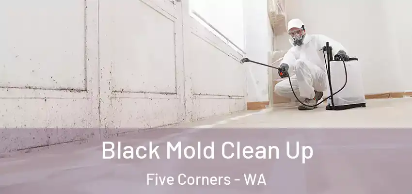  Black Mold Clean Up Five Corners - WA