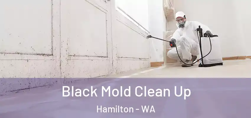 Black Mold Clean Up Hamilton - WA