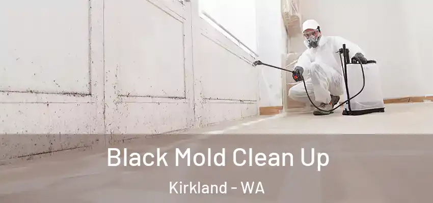  Black Mold Clean Up Kirkland - WA