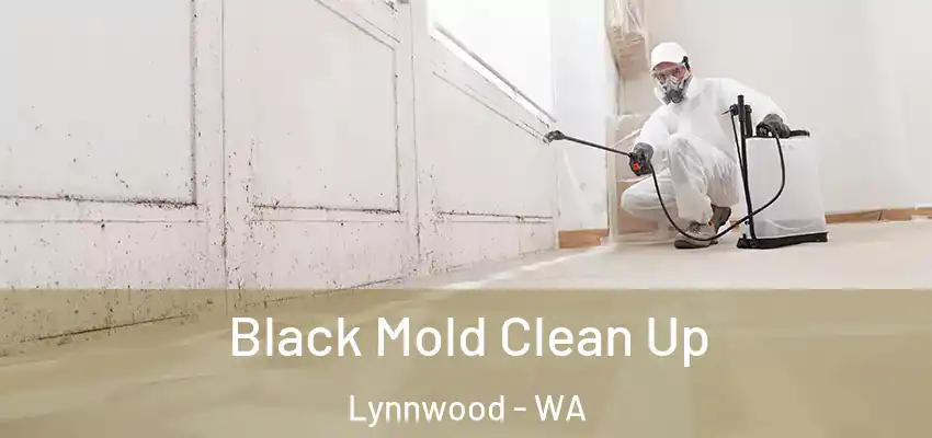  Black Mold Clean Up Lynnwood - WA