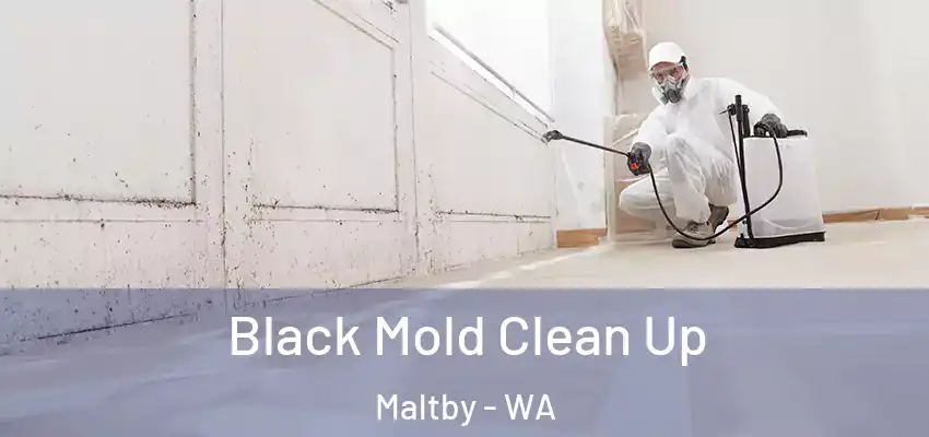  Black Mold Clean Up Maltby - WA