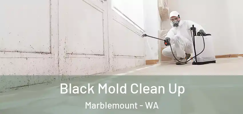  Black Mold Clean Up Marblemount - WA