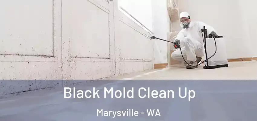  Black Mold Clean Up Marysville - WA