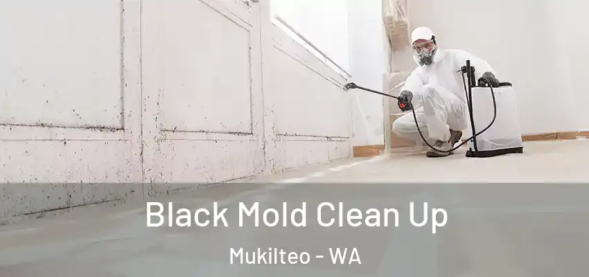  Black Mold Clean Up Mukilteo - WA
