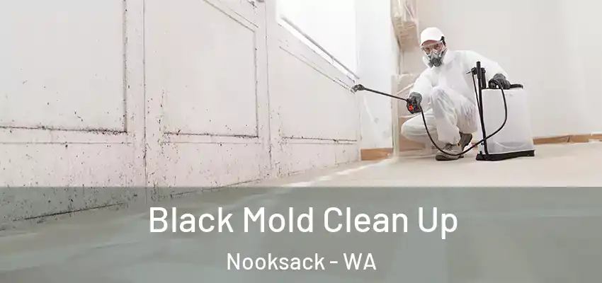 Black Mold Clean Up Nooksack - WA