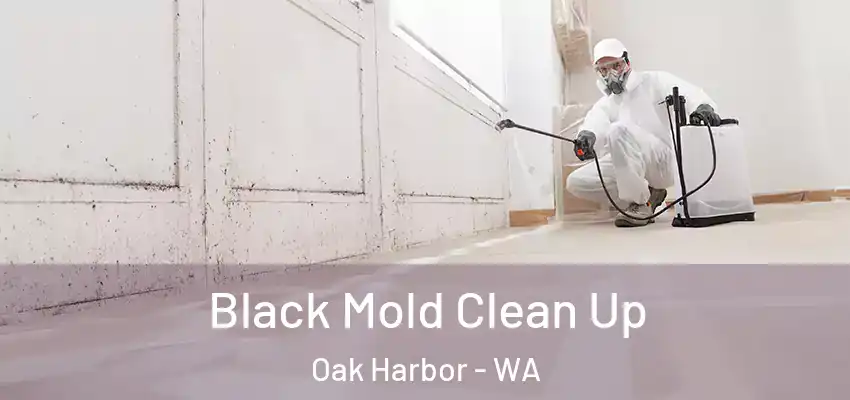 Black Mold Clean Up Oak Harbor - WA