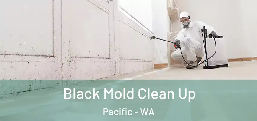 Black Mold Clean Up Pacific - WA