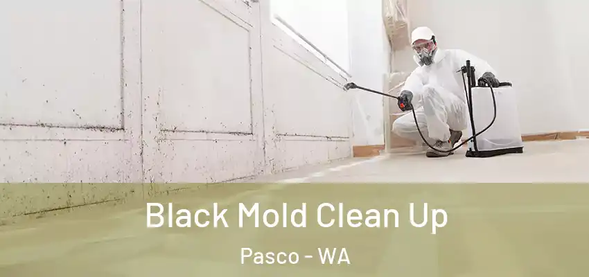  Black Mold Clean Up Pasco - WA