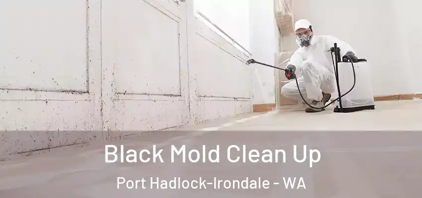  Black Mold Clean Up Port Hadlock-Irondale - WA