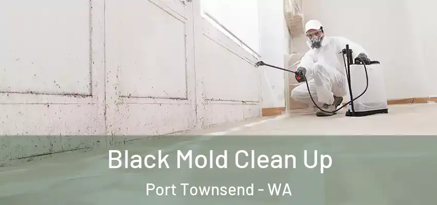  Black Mold Clean Up Port Townsend - WA