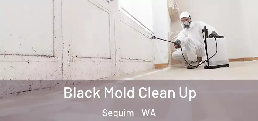  Black Mold Clean Up Sequim - WA