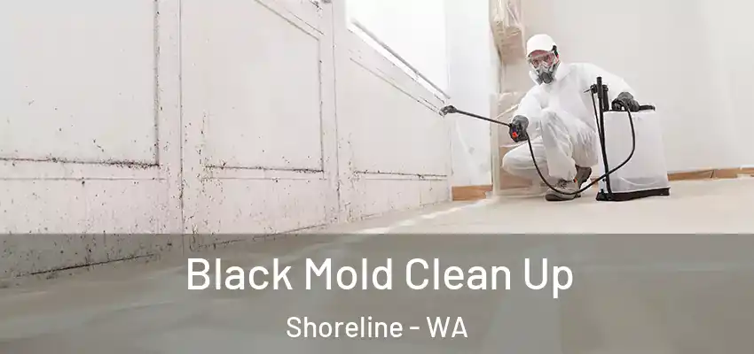  Black Mold Clean Up Shoreline - WA
