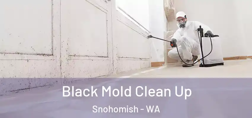  Black Mold Clean Up Snohomish - WA