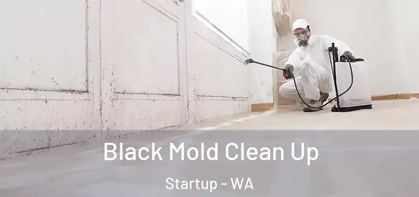  Black Mold Clean Up Startup - WA