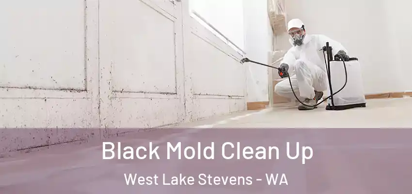  Black Mold Clean Up West Lake Stevens - WA