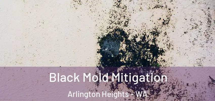 Black Mold Mitigation Arlington Heights - WA