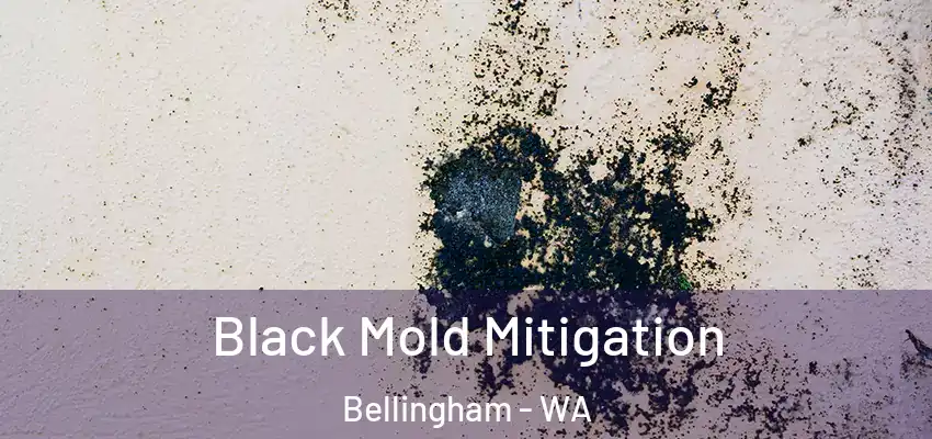  Black Mold Mitigation Bellingham - WA