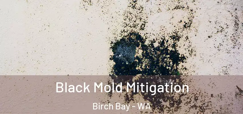  Black Mold Mitigation Birch Bay - WA