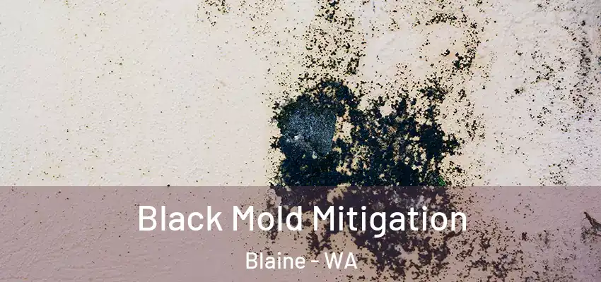  Black Mold Mitigation Blaine - WA