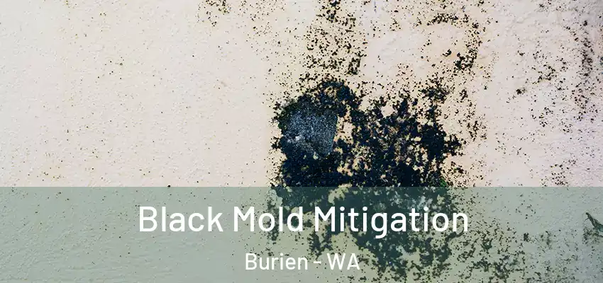  Black Mold Mitigation Burien - WA
