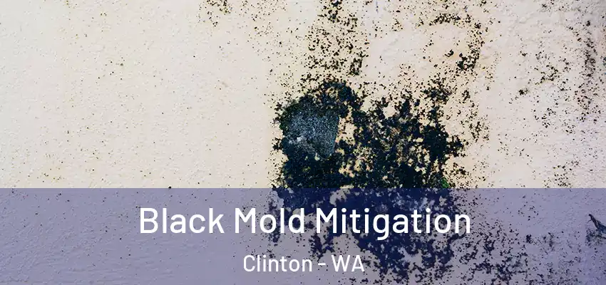  Black Mold Mitigation Clinton - WA