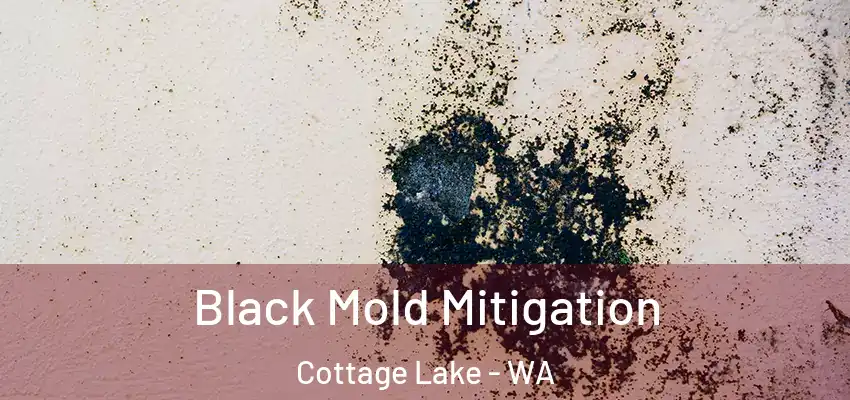  Black Mold Mitigation Cottage Lake - WA
