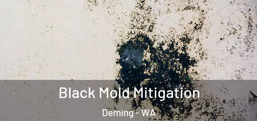  Black Mold Mitigation Deming - WA