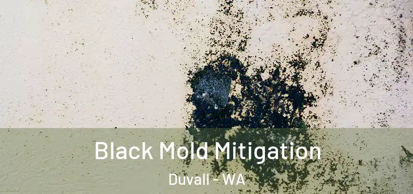  Black Mold Mitigation Duvall - WA
