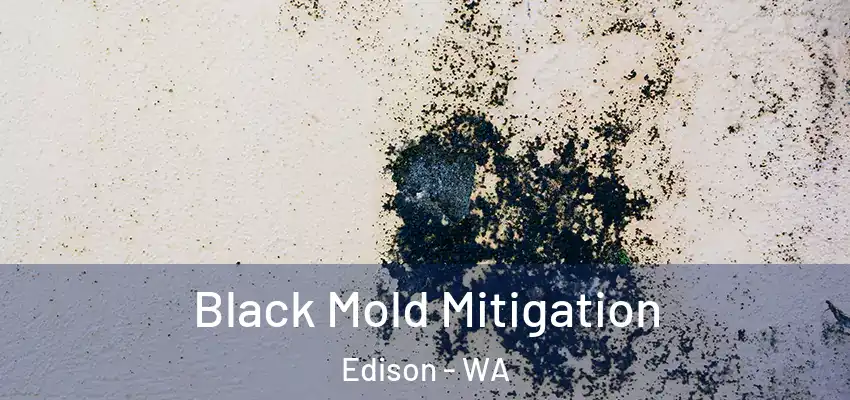Black Mold Mitigation Edison - WA