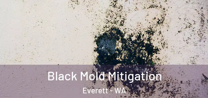  Black Mold Mitigation Everett - WA