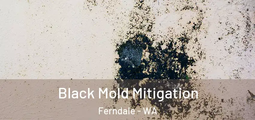  Black Mold Mitigation Ferndale - WA
