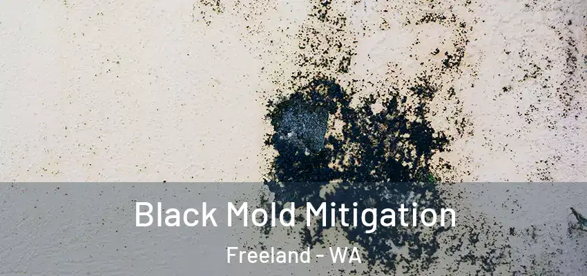  Black Mold Mitigation Freeland - WA
