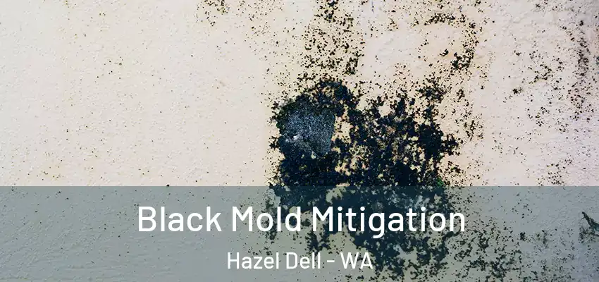  Black Mold Mitigation Hazel Dell - WA