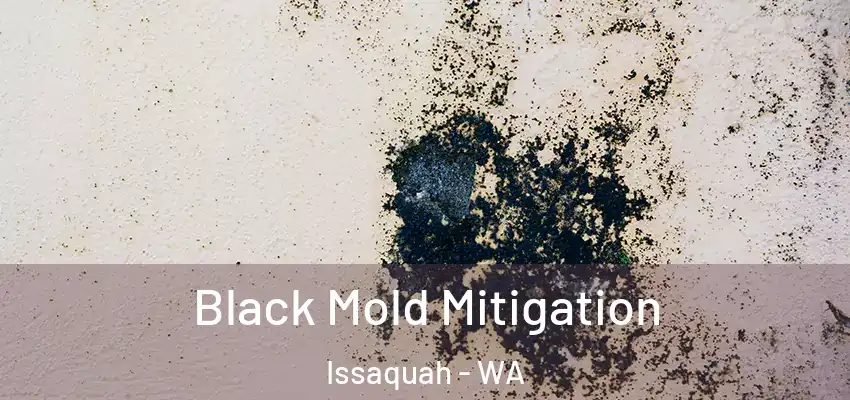 Black Mold Mitigation Issaquah - WA