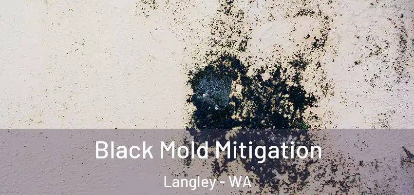  Black Mold Mitigation Langley - WA