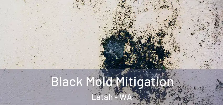  Black Mold Mitigation Latah - WA