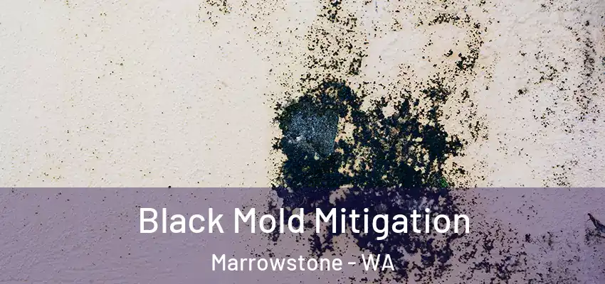  Black Mold Mitigation Marrowstone - WA