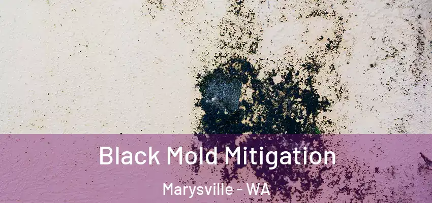  Black Mold Mitigation Marysville - WA