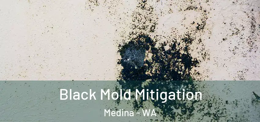  Black Mold Mitigation Medina - WA