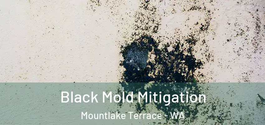  Black Mold Mitigation Mountlake Terrace - WA