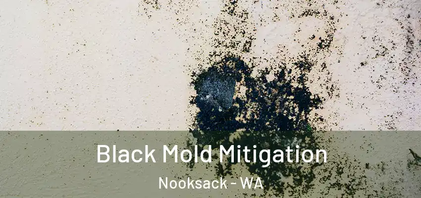  Black Mold Mitigation Nooksack - WA